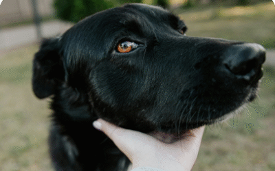 5 Morning Habits to Strengthen Your Bond with Your Dog