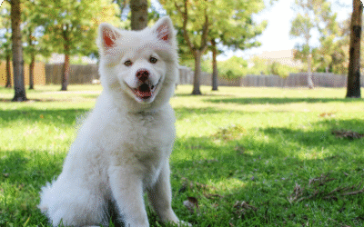The Ultimate Guide to Creating a Dog-Friendly Backyard