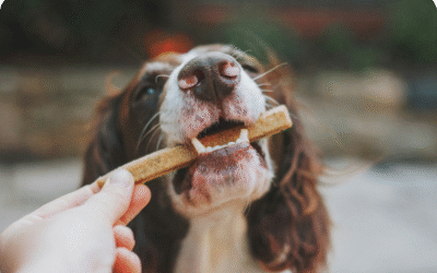 How to Teach Your Dog 7 New Tricks in 7 Days